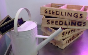 Wooden seedling trays and a lovely watering can